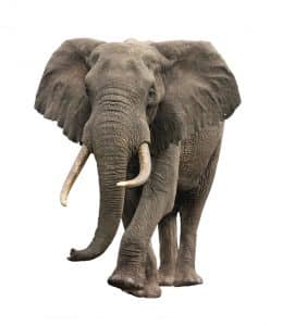 Elefant Blockaden Gesundheitspraxis für Körper und Geist im Gleichgewicht